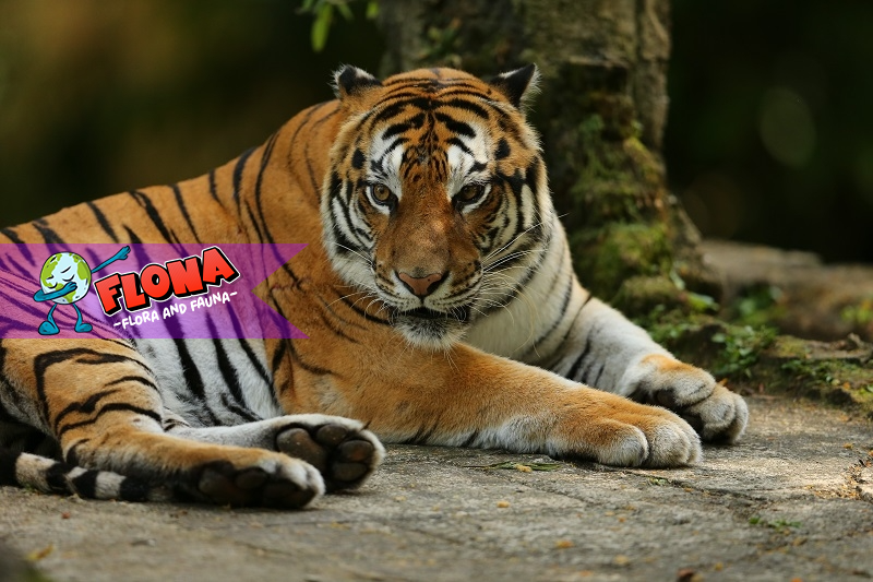 Harimau Sumatera: Keindahan, Ancaman, dan Upaya Pelestarian