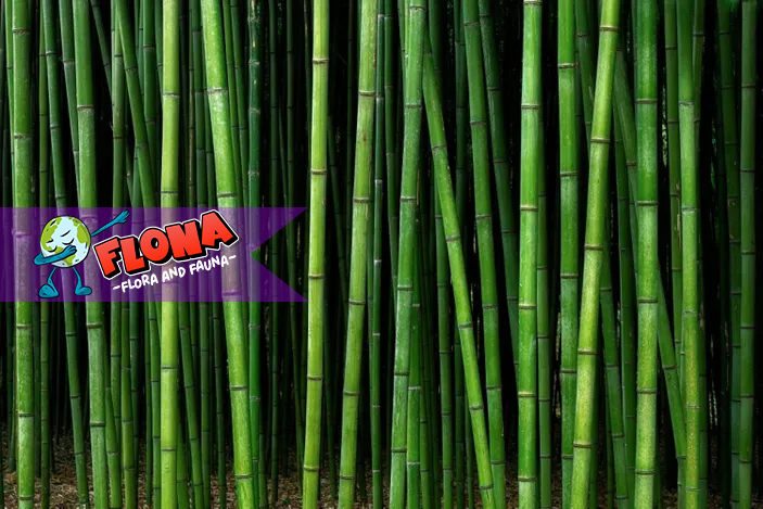 Bambu Manggong: Tumbuhan Langka dengan Manfaat Luar Biasa!