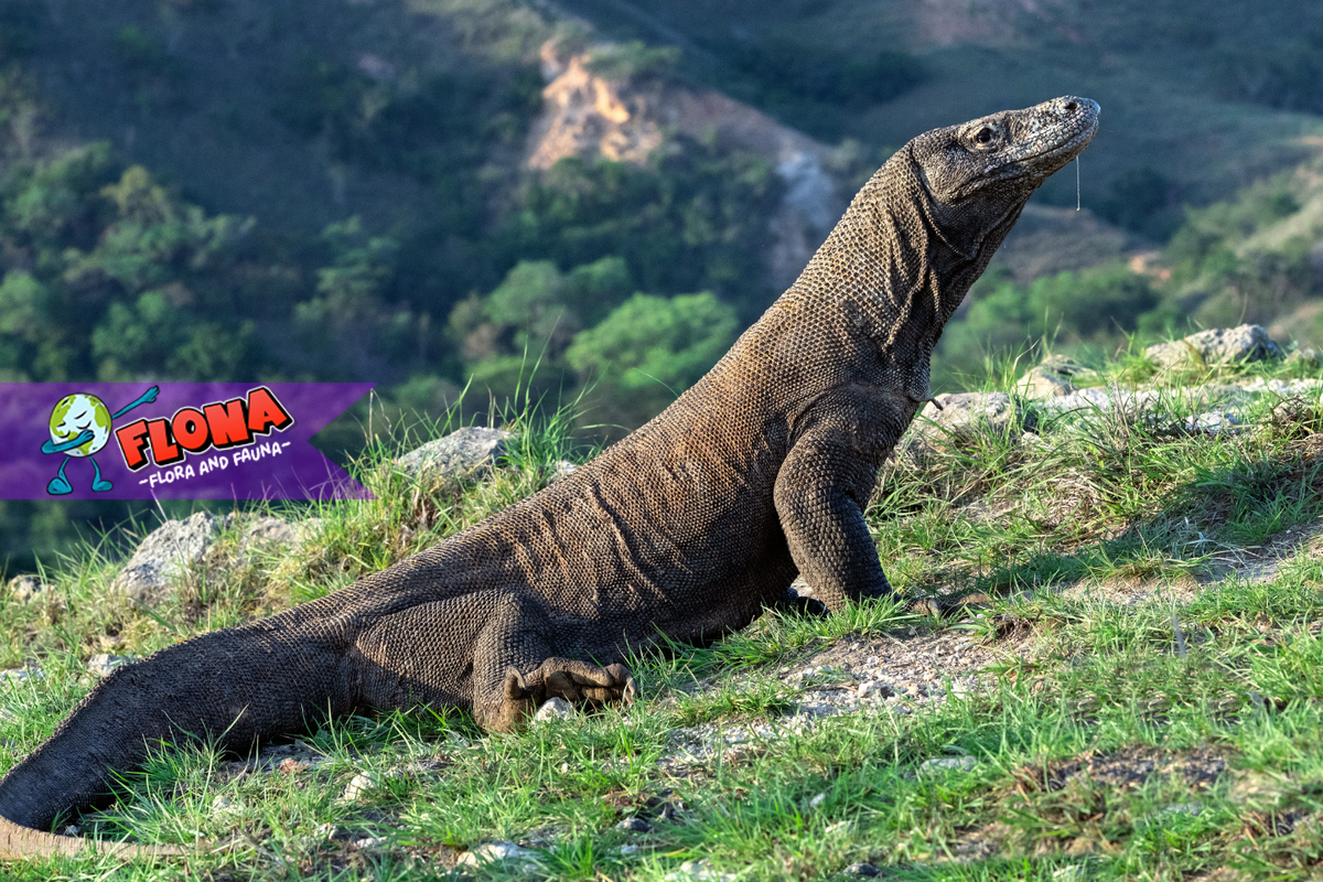 Komodo (Varanus komodoensis): Kehidupan Sang Naga Purba