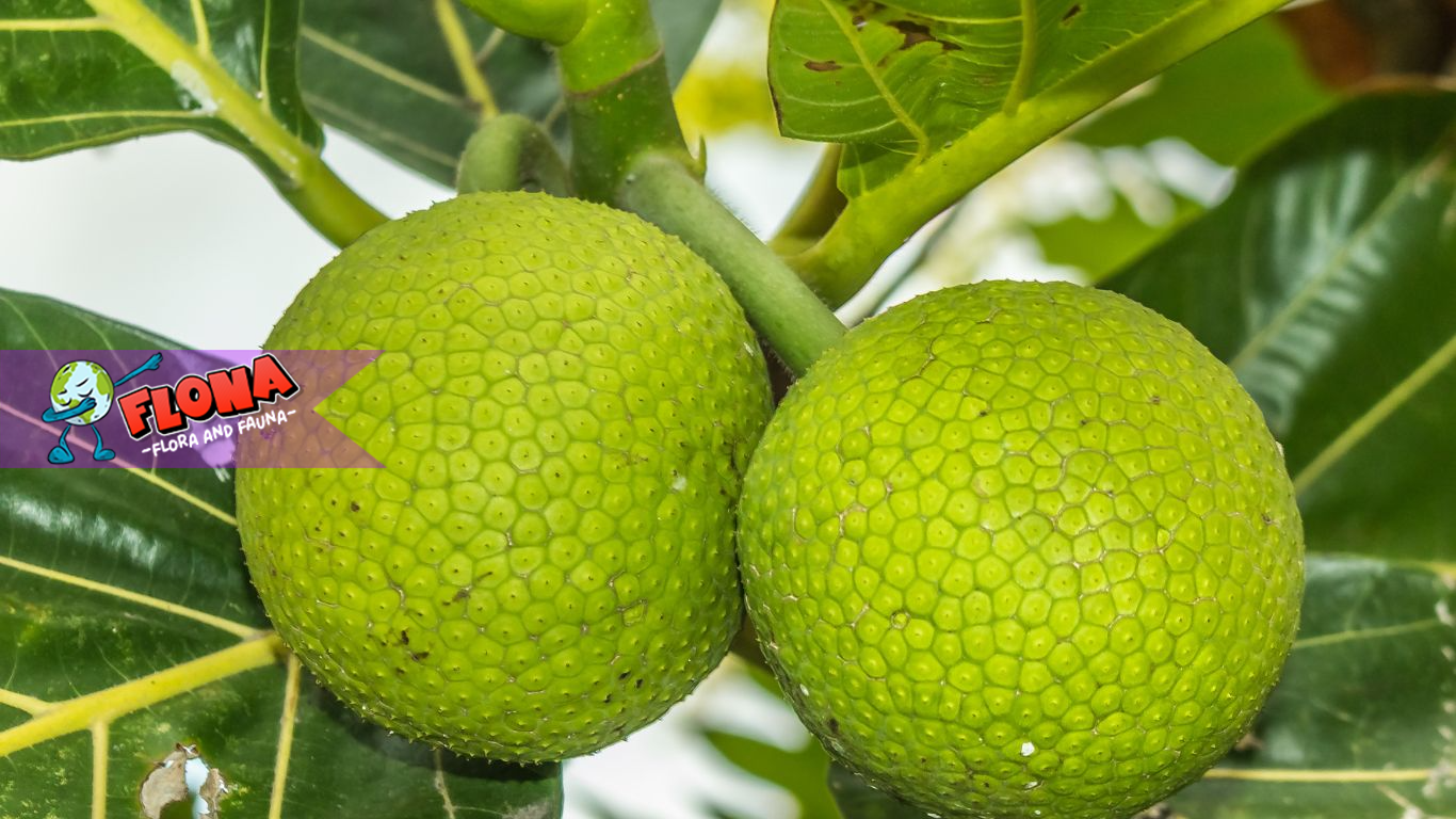 Sukun (Artocarpus Communis): Di Mana Buah Tropis Ini Tumbuh