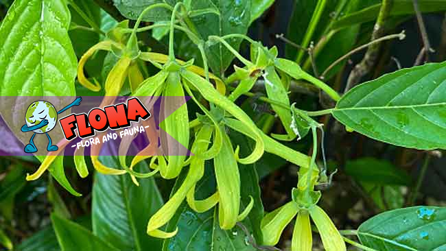 Kenanga: Tanaman Aromatik dari Habitat Tropis