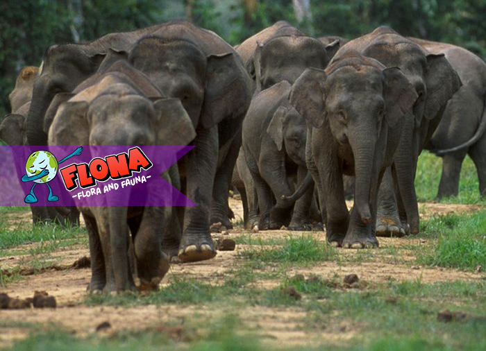 Gajah Kalimantan: Habitatnya Terancam Upaya Pencegahan