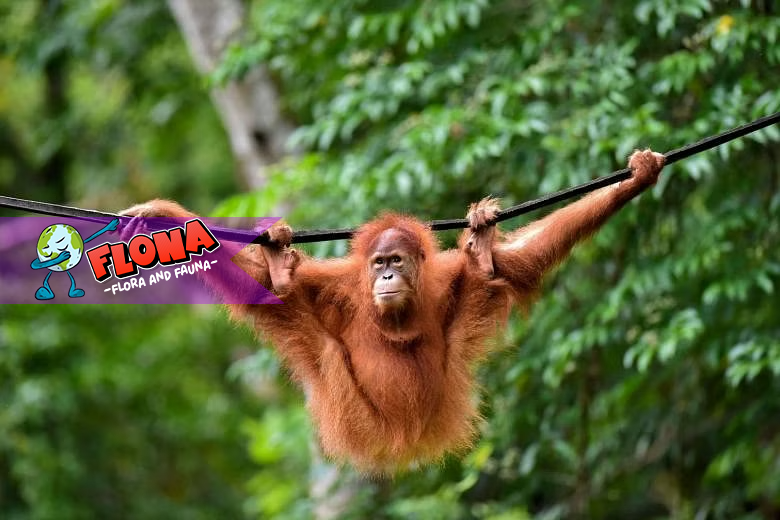 Habitat Orangutan: Hutan Kalimantan Dan Sumatra Sangat Penting?