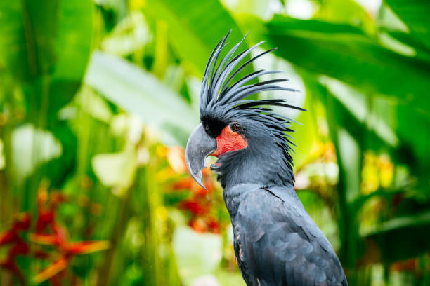Kakatua Raja: Menyelami Keindahan Alam Tempat Burung Eksotis