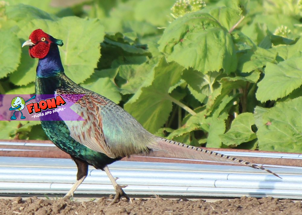 Burung Pegar: Keindahan Alam di Balik Sayapnya
