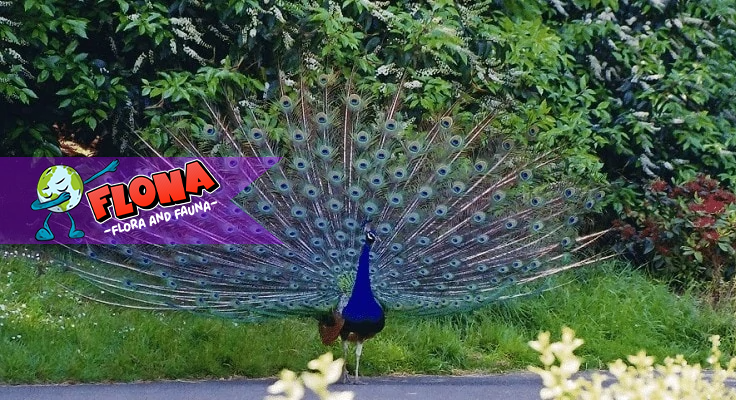 Merak Biru: Keindahan Eksotis dari Burung yang Memikat Hati