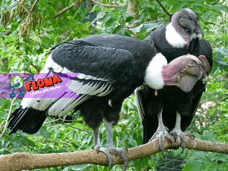 Burung Kondor Andes: Temukan Habitat Alaminya