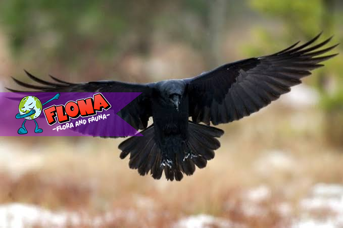 Burung Gagak: Fakta Menarik dan Tempat Aslinya di Alam Liar