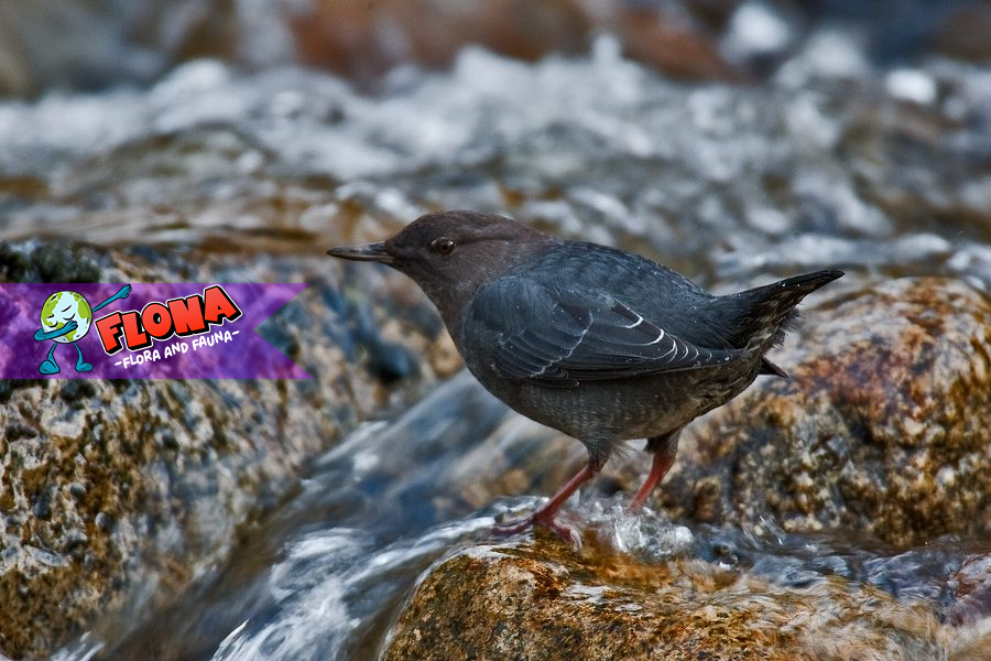 Burung Ciduk: Menelusuri Habitat Aslinya yang Unik dan Langka