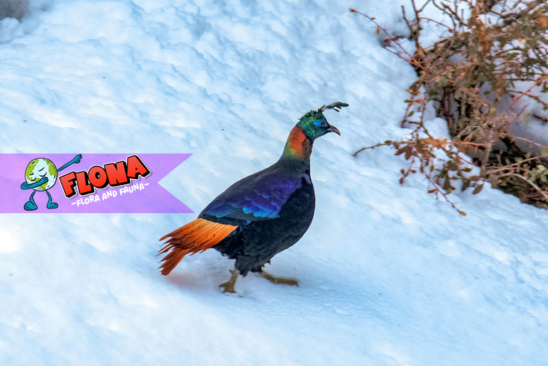 Himalayan Monal: Unggas Indah dari Ketinggian Himalaya