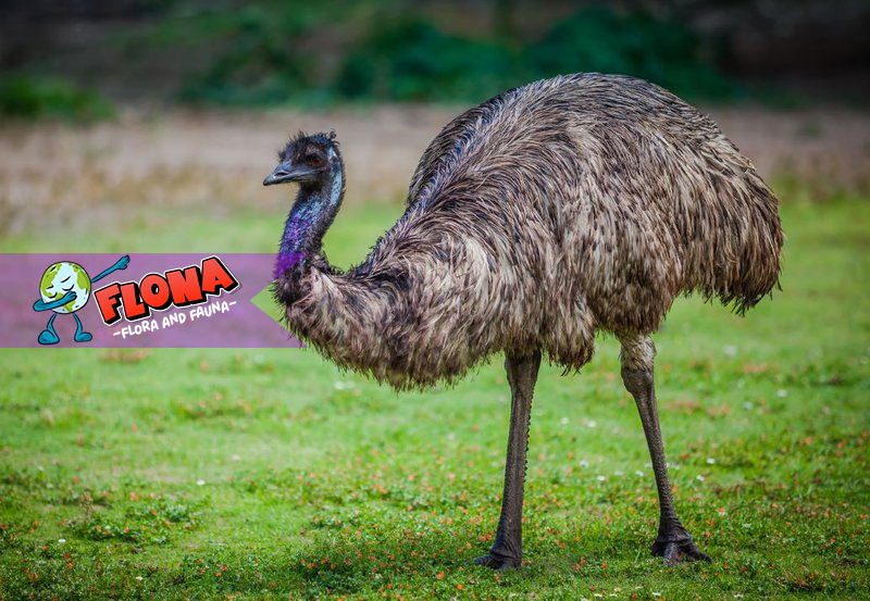 Burung Emu: Habitat Asli, Kebiasaan, dan Cara Hidup di Alam Liar