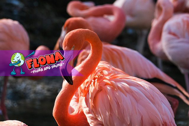Flamingo Amerika: Keindahan dan Rahasia Habitat Aslinya