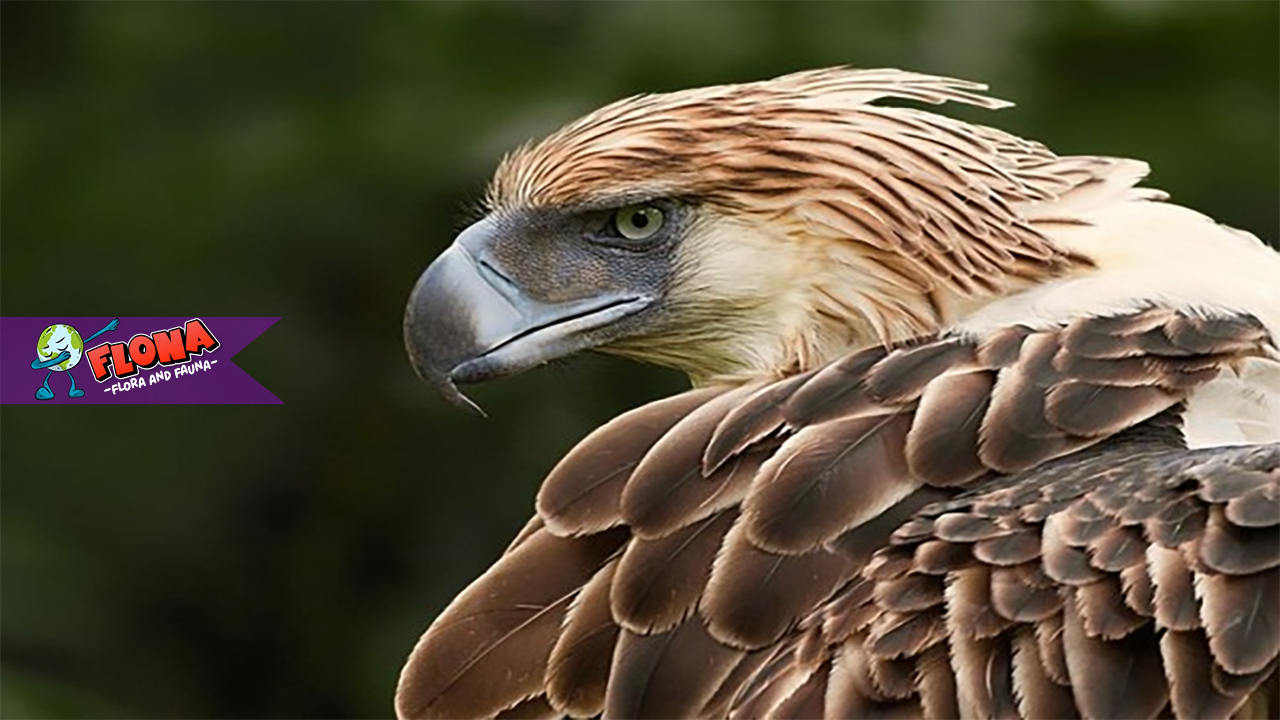 Elang Filipina: Habitat Alami dan Keunikan Burung
