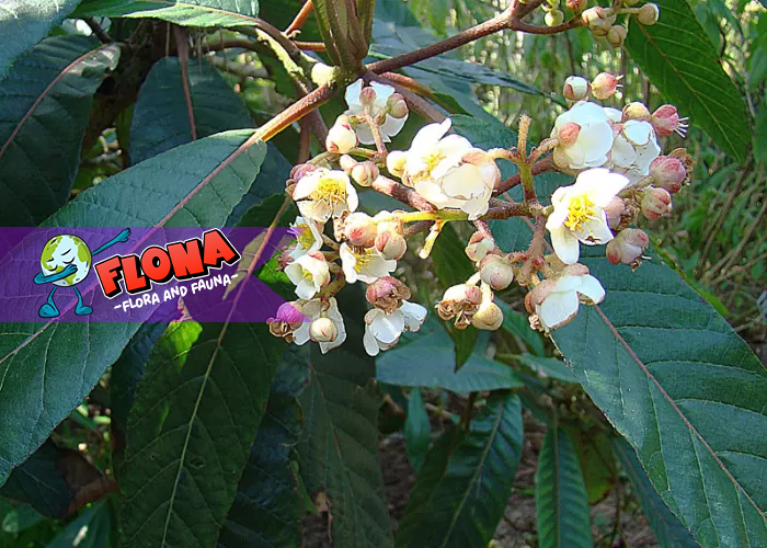 Pohon Pirdot: Dimana Habitat Asli Tumbuhan Herbal Ini
