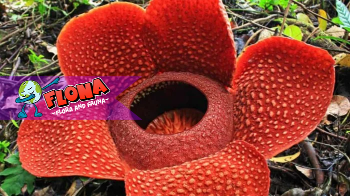 Bunga Padma Raksasa: Rahasia Habitat Aslinya di Hutan Tropis