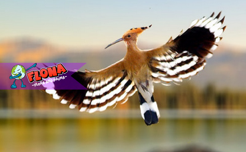 Burung Hud-Hud: Menjelajahi Habitat Aslinya di Alam Bebas