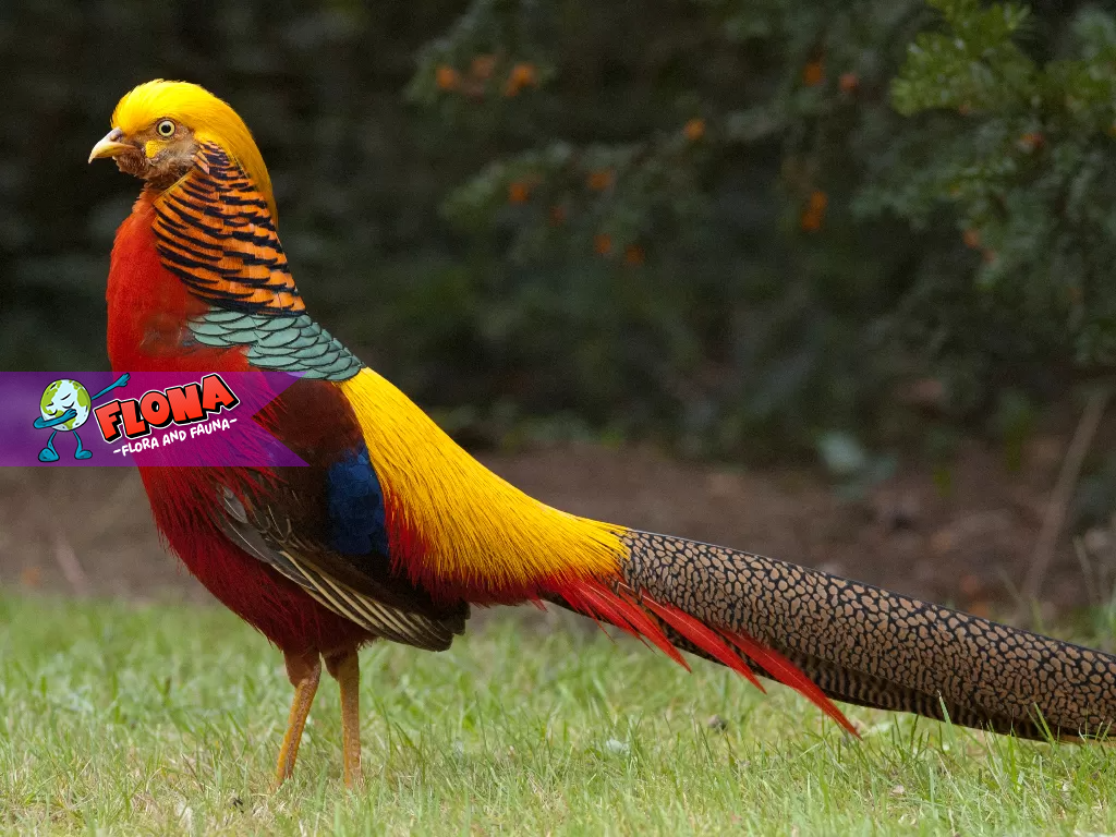 Pheasant Cina: Habitat Alami dan Keunikan Burung Eksotis Ini