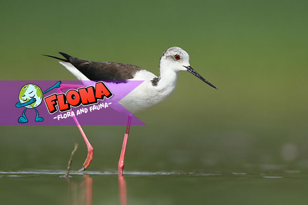Gagang-bayam Hawaii: Burung Langka dengan Kaki Terpanjang di Dunia