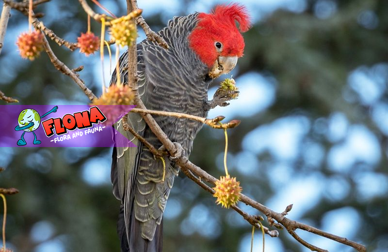 Kakatua Gang-gang: Burung Eksotis dari Australia