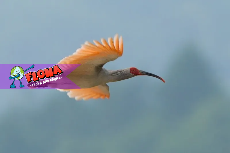 Burung Nipponia nippon: Keindahan dan Upaya Konservasi Ibis Jambul Jepang