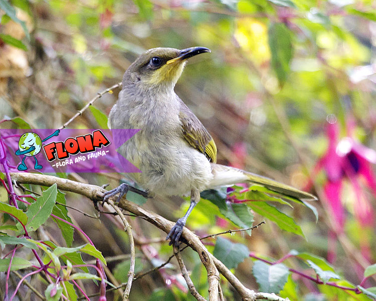 Burung Isap Madu Timor: Satwa Endemik dengan Pesona Alam