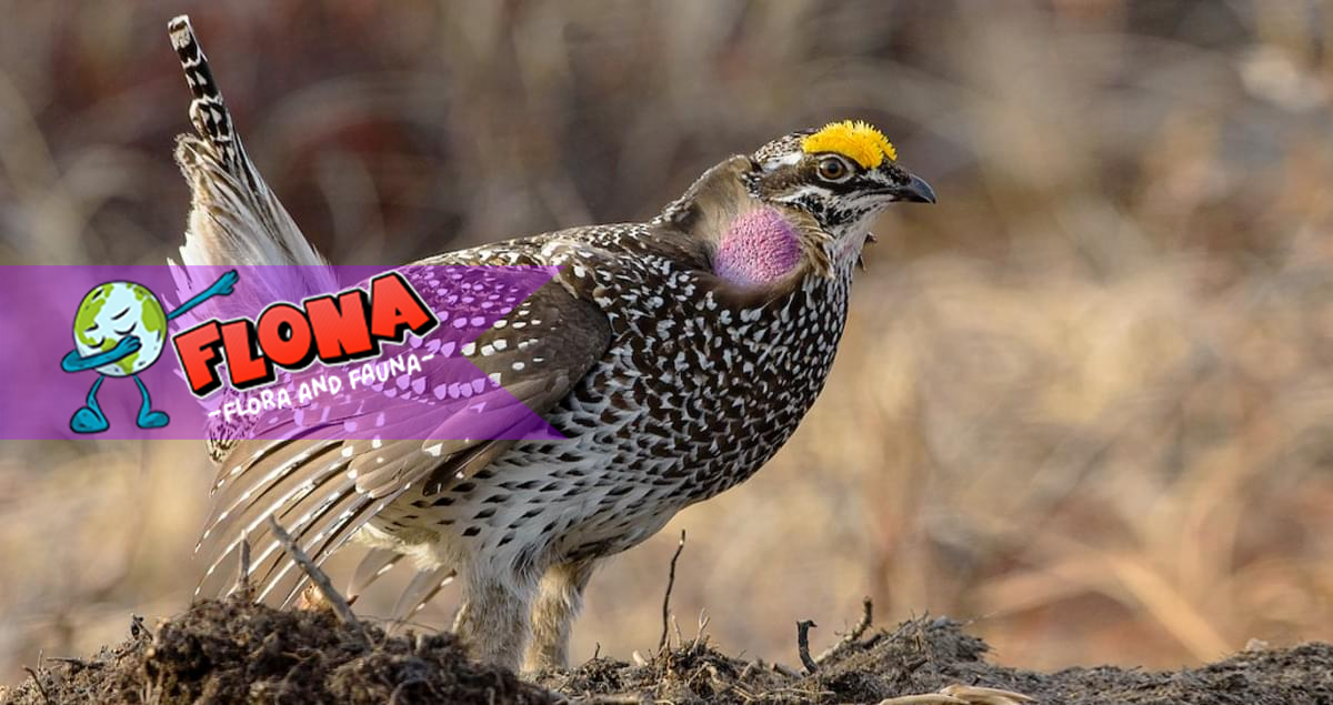 Sharp-tailed Grouse: Burung Padang Rumput dengan Tarian Unik
