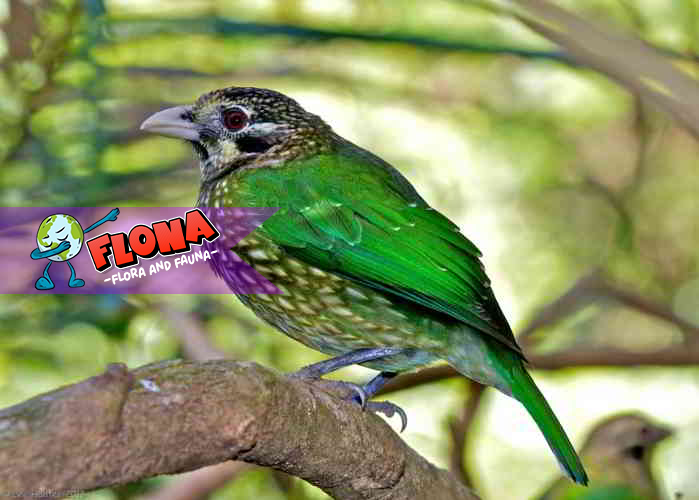 Burung-Kucing Tutul: Keunikan dan Fakta Menarik Burung Ini