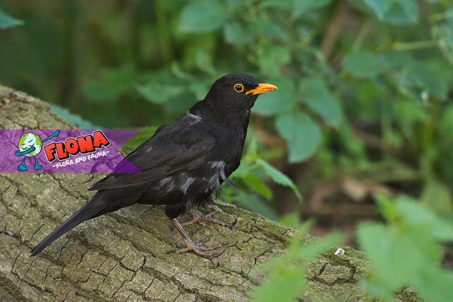 Turdus merula: Tempat dan Kondisi Lingkungan Favoritnya