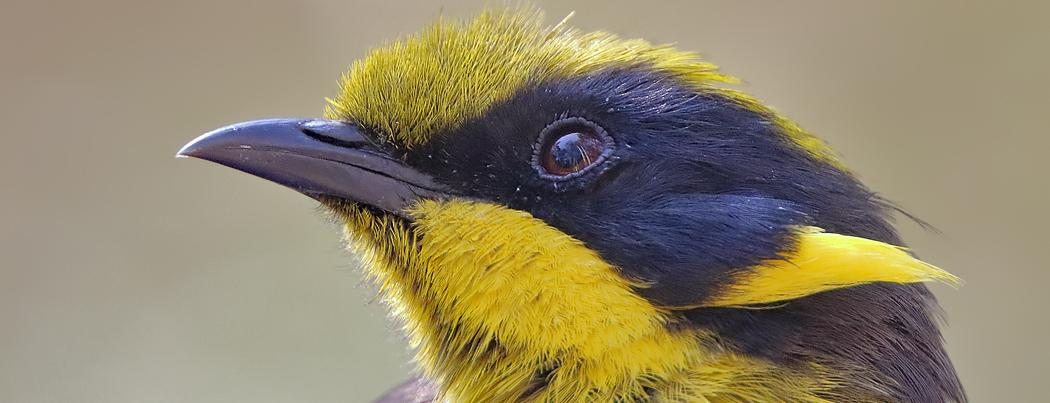 Burung Helmeted Honeyeater: Si Cantik Langka dari Australia