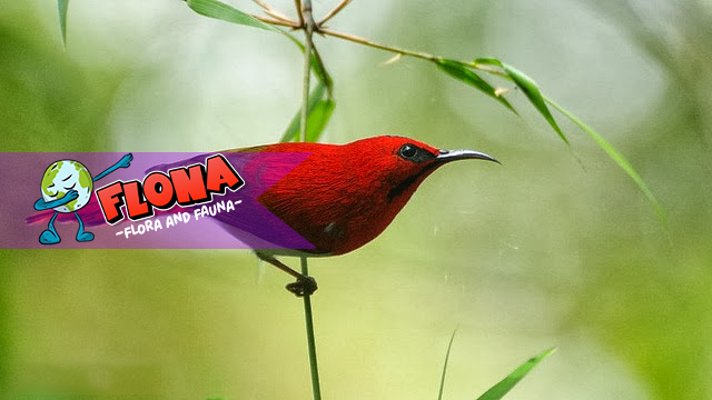 Burung Madu Ekor Merah: Keindahan dari Alam Tropis