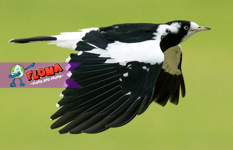 Burung Magpie: Keunikan dan Cara Merawatnya di Lingkungan