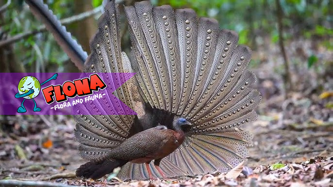 Kuau Raja: Mengenal Habitat Asli Burung Langka Indonesia