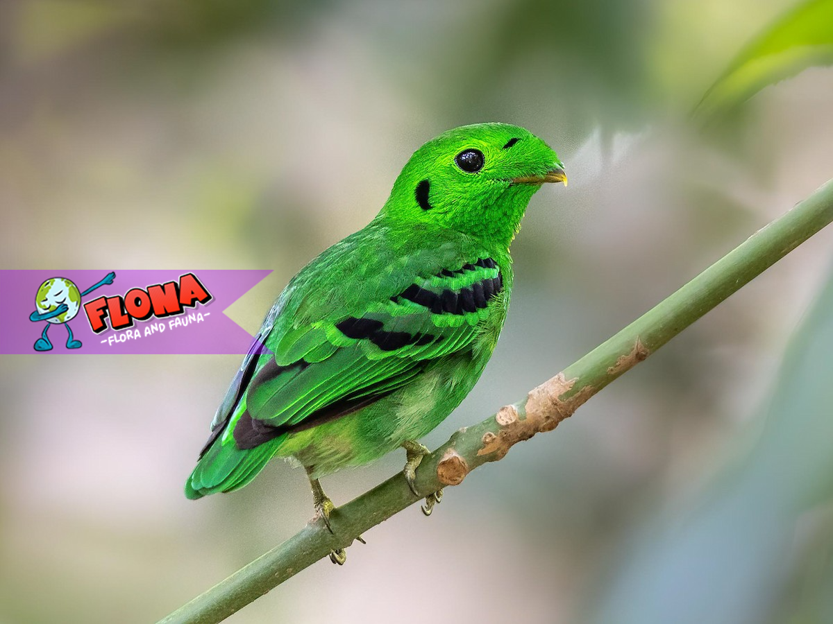Burung Madi Hijau: Eksplorasi Tempat Tinggal dan Populasinya