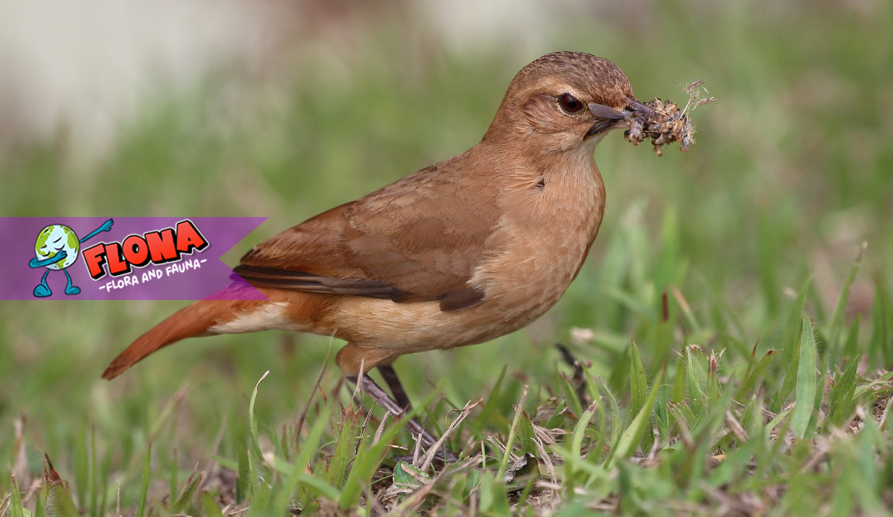 Burung Rufous Hornero: Mengenal Habitat Aslinya