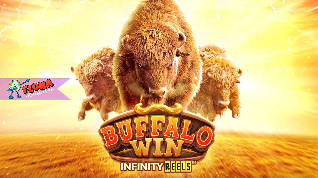 Buffalo Win Slot Gacor: Temukan Pola Terbaik dan Jam Bermain