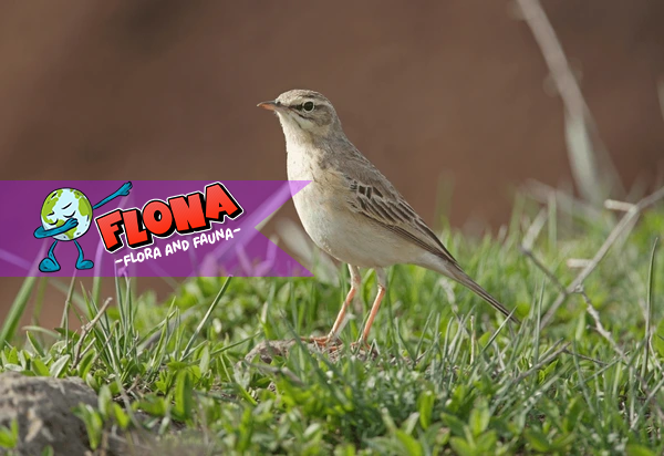 Burung Pipit: Cara Mereka Bertahan Hidup di Alam Liar