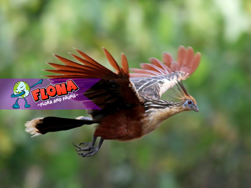 Burung Hoatzin: Spesies Unik dengan Bau Khas dan Sayap Cakar