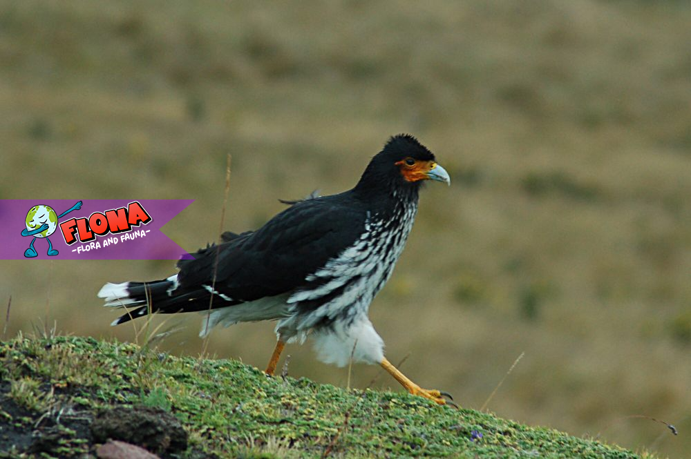 Carunculated Caracara: Predator Andes dengan Keunikan dan Peran Ekologis Penting