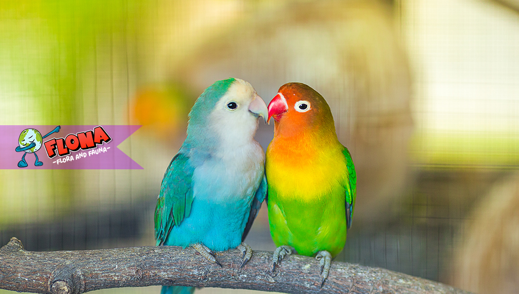 Lovebird: Dari Kawanan Burung Ceria hingga Strategi Bertahan Hidup
