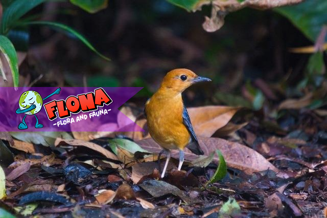 Anis Merah: Habitat Asli dan Penyebaran Burung Ini di Indonesia