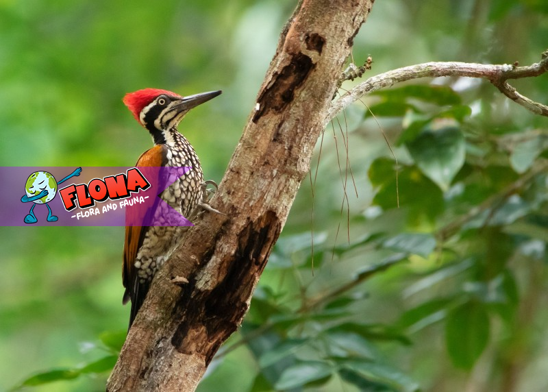 Burung Pelatuk Raja: Keunikan, Habitat, dan Upaya Konservasi
