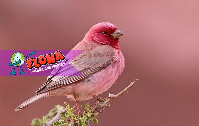 Sinai Rosefinch: Fakta Unik dan Habitat Burung Cantik dari Timur Tengah