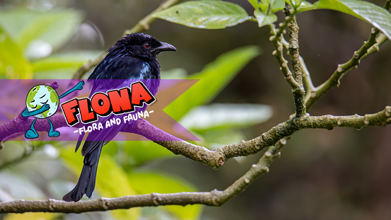 Burung Drongo: Rahasia Si Peniru Ulung yang Mengejutkan