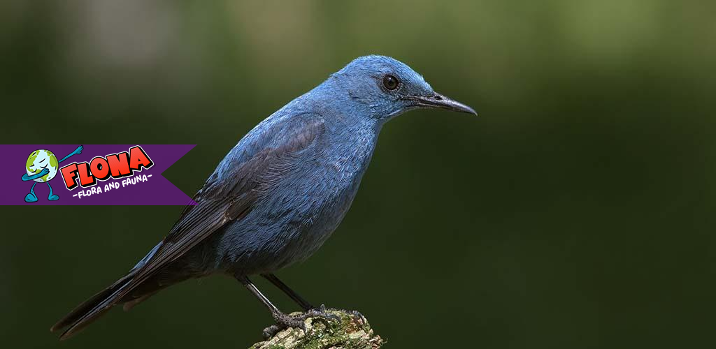 Burung Murai Batu Arung: Mengungkap Habitat Asli dan Keunikan Alaminya