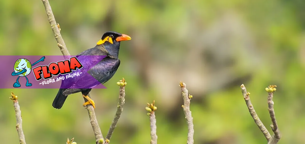 Beo Nias: Burung Endemik Sumatera Utara yang Pandai Bicara dan Kian Langka