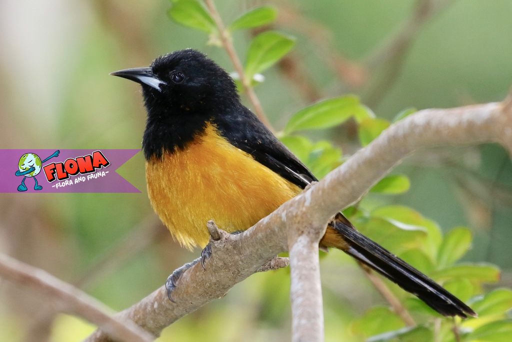 Burung Montserrat Oriole: Spesies Langka dengan Pesona Eksotis