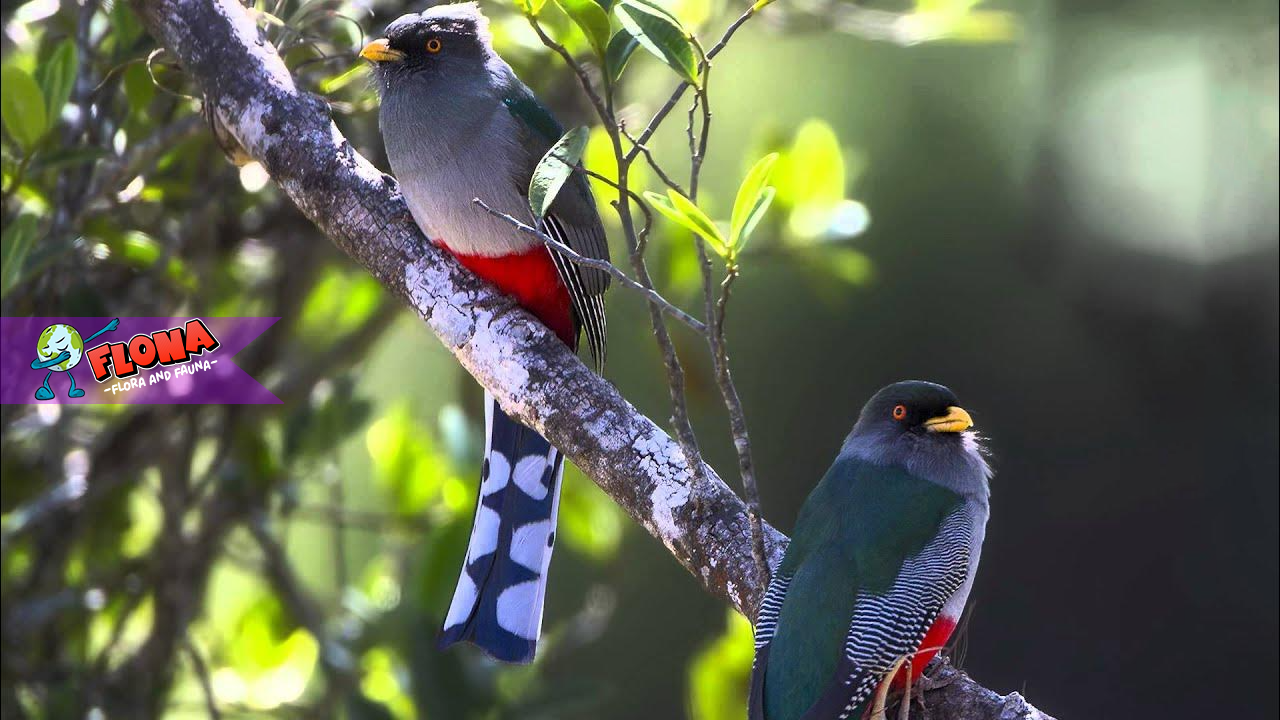 Burung Hispaniolan Trogon: Fakta Menarik, Habitat, dan Populasinya
