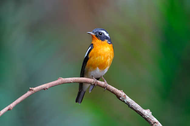 Burung Braun's Bushshrike: Spesies Langka yang Memukau