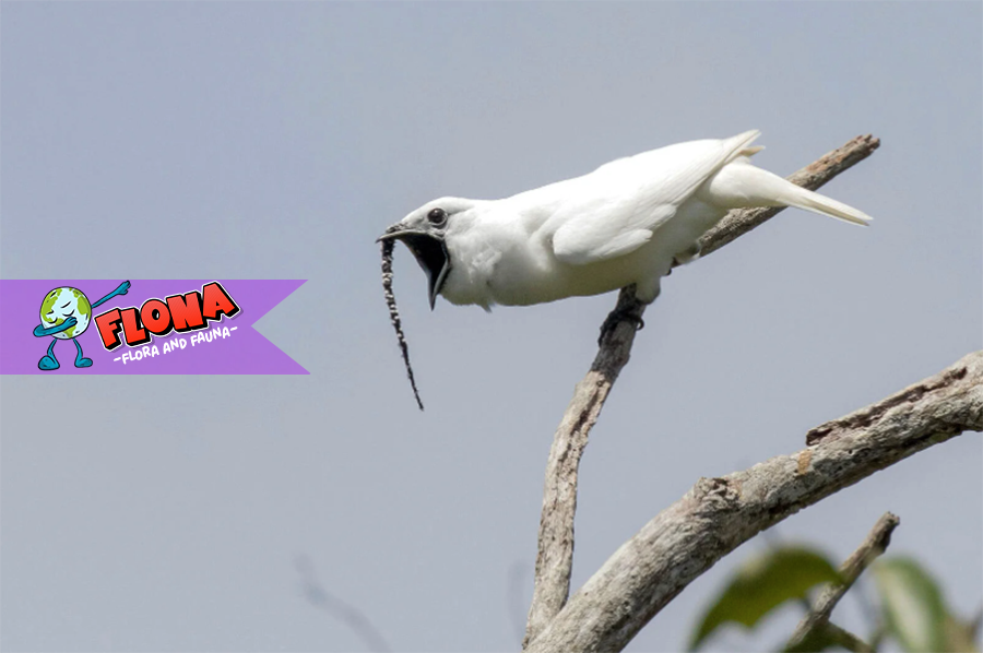 Mengenal Burung Lonceng (Bare-throated Bellbird): Keunikan dan Fakta Menarik