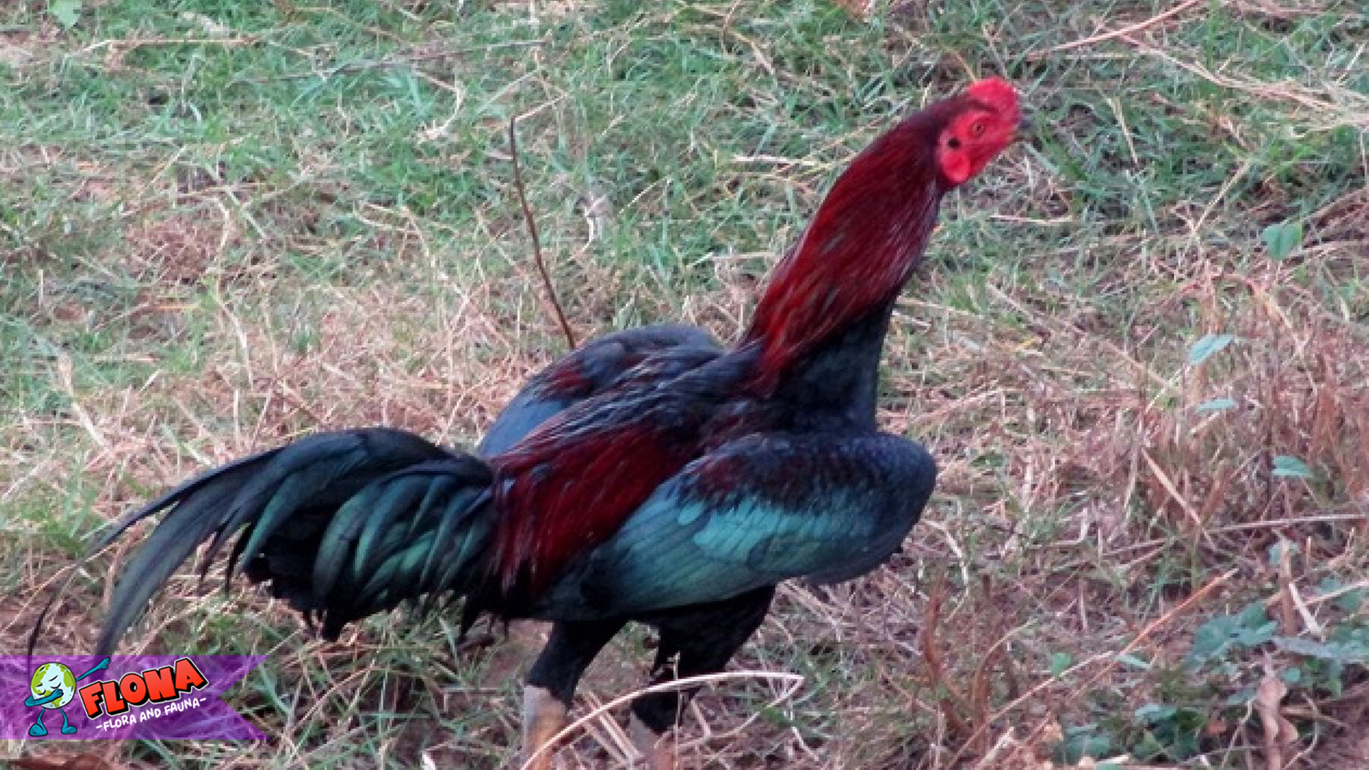 Panduan Merawat Ayam Jago dalam Peternakan